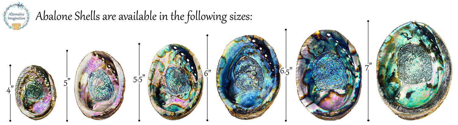 Abalone Shells for Smudging, Decoration, and More (4" - 7" Size)