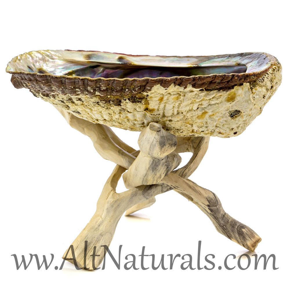 5"+ Hand-selected Premium Abalone Shell with 6" Wooden Cobra Stand
